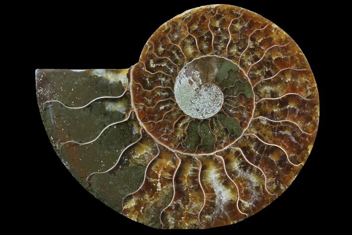 Agatized Ammonite Fossil (Half) - Madagascar #83810